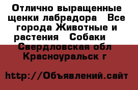 Отлично выращенные щенки лабрадора - Все города Животные и растения » Собаки   . Свердловская обл.,Красноуральск г.